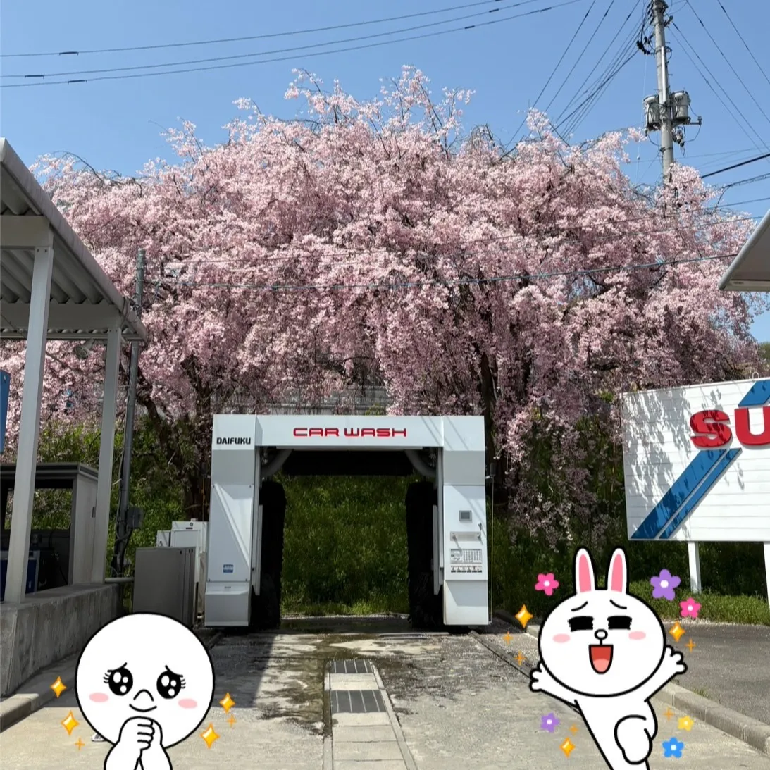 🚗✨【桜と一緒に洗車🌸】✨🚗️