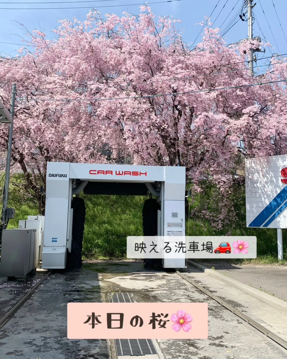 今年も映える洗車🌸✨