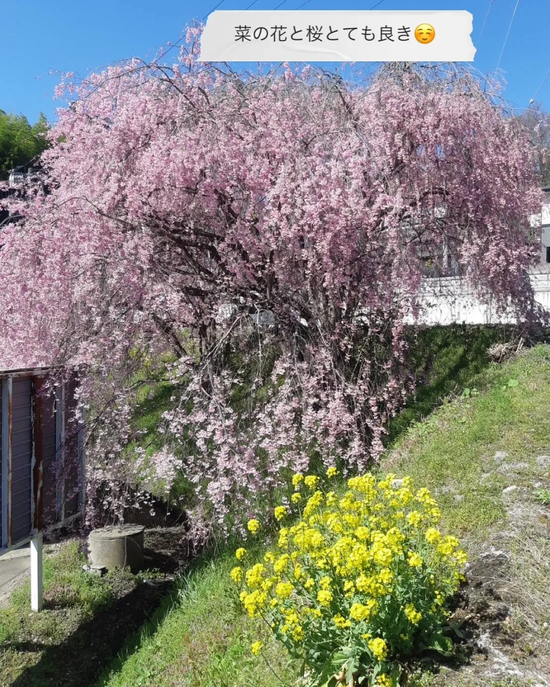 今年も映える洗車🌸✨